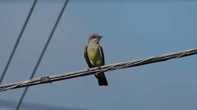 Western Kingbird - ML622053918