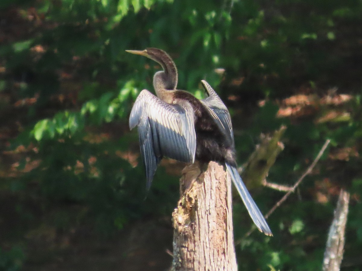 Anhinga - ML622053924