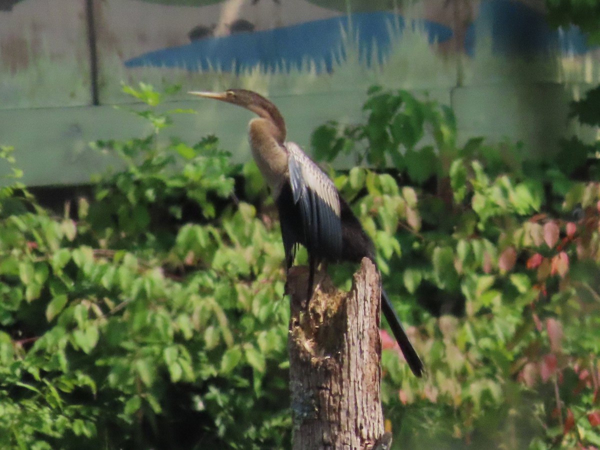 Anhinga - ML622053928