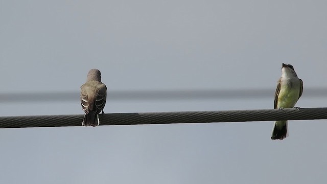 Western Kingbird - ML622053931