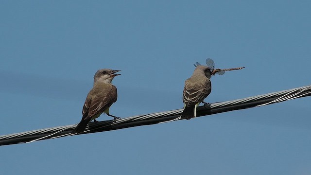 Western Kingbird - ML622053938