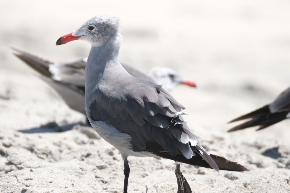 Heermann's Gull - ML622053943