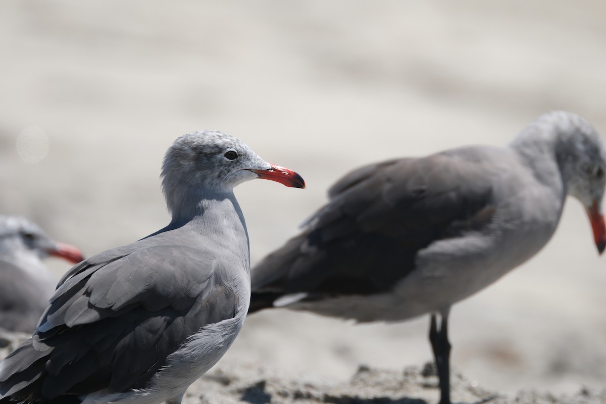 Heermann's Gull - ML622053944