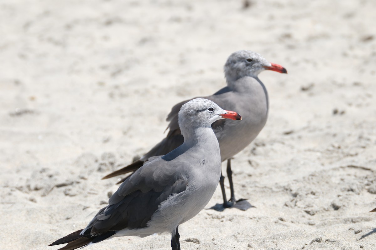 Heermann's Gull - ML622053945