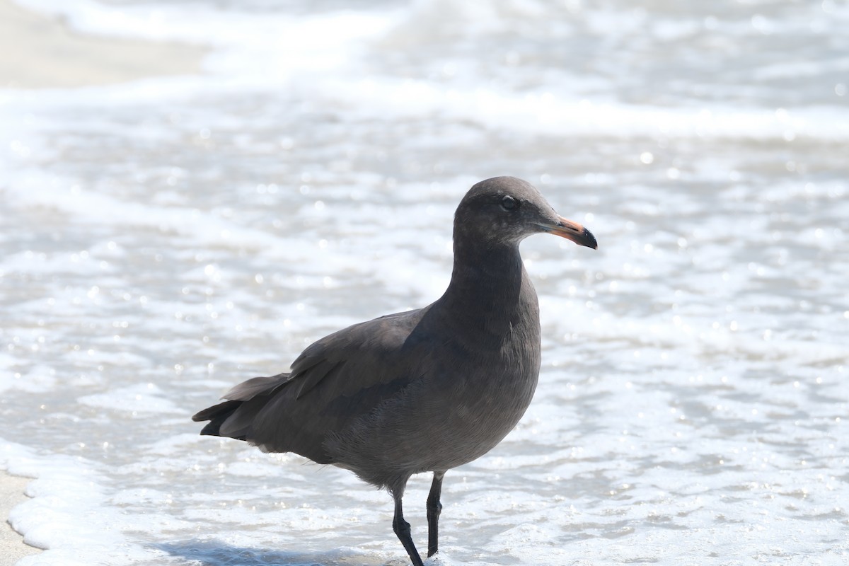 Heermann's Gull - ML622053946