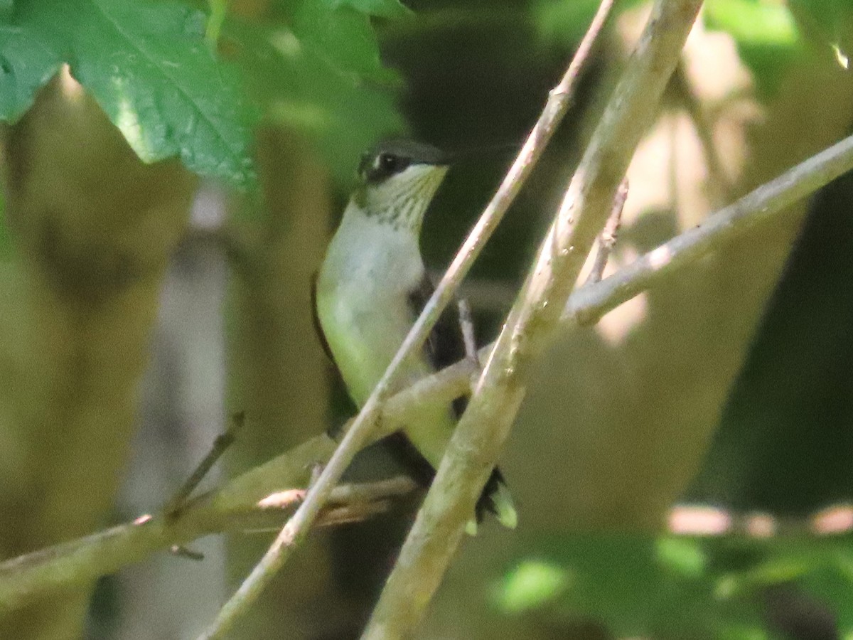 Ruby-throated Hummingbird - ML622053948