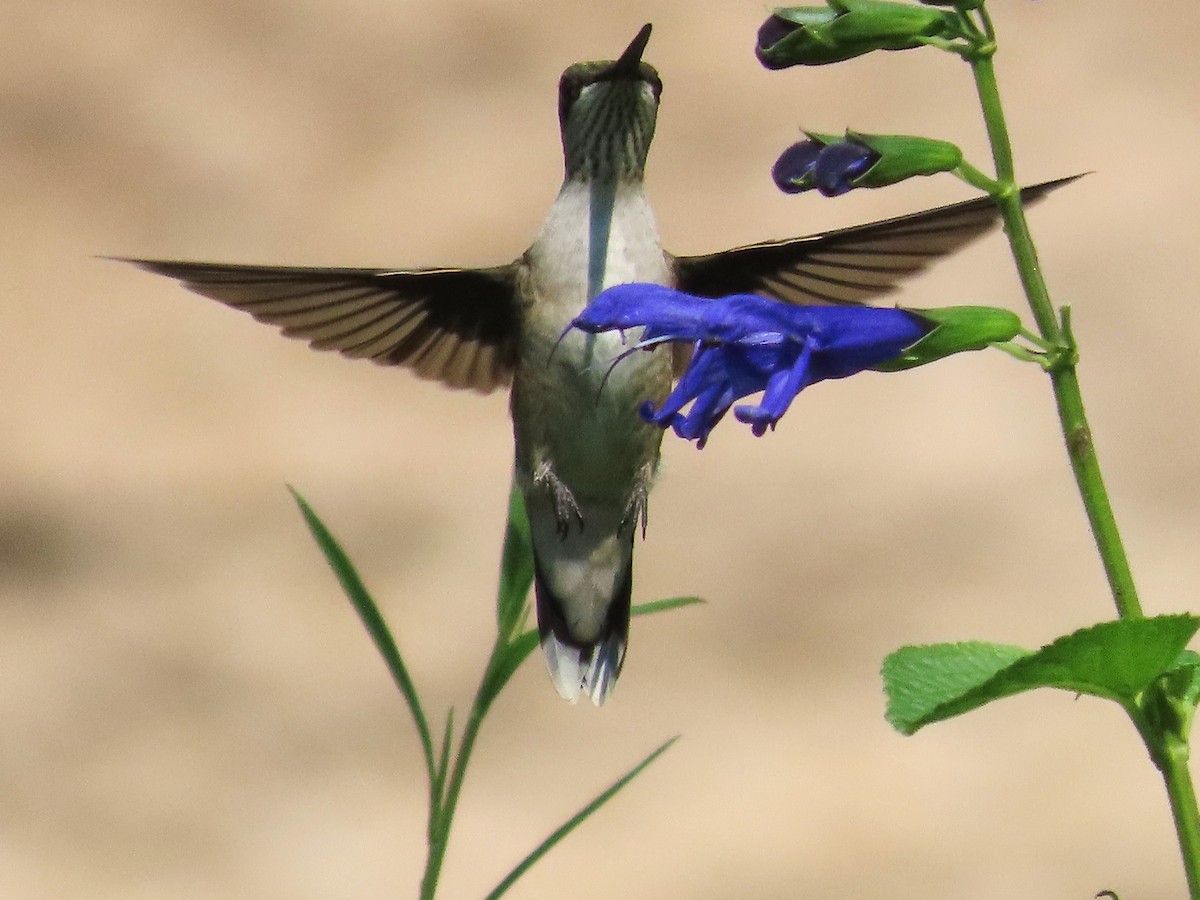 Ruby-throated Hummingbird - ML622053949