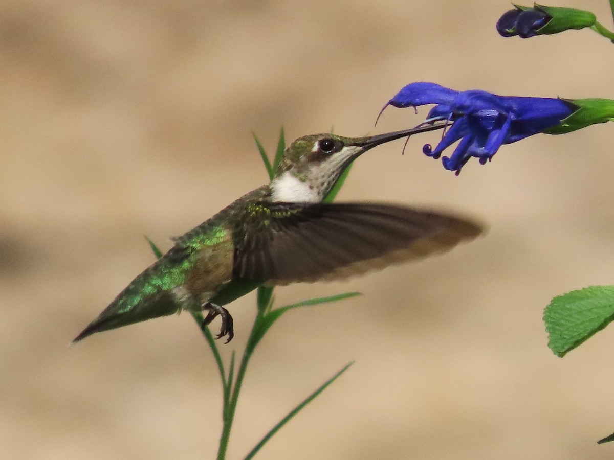 Ruby-throated Hummingbird - Teresa Noel