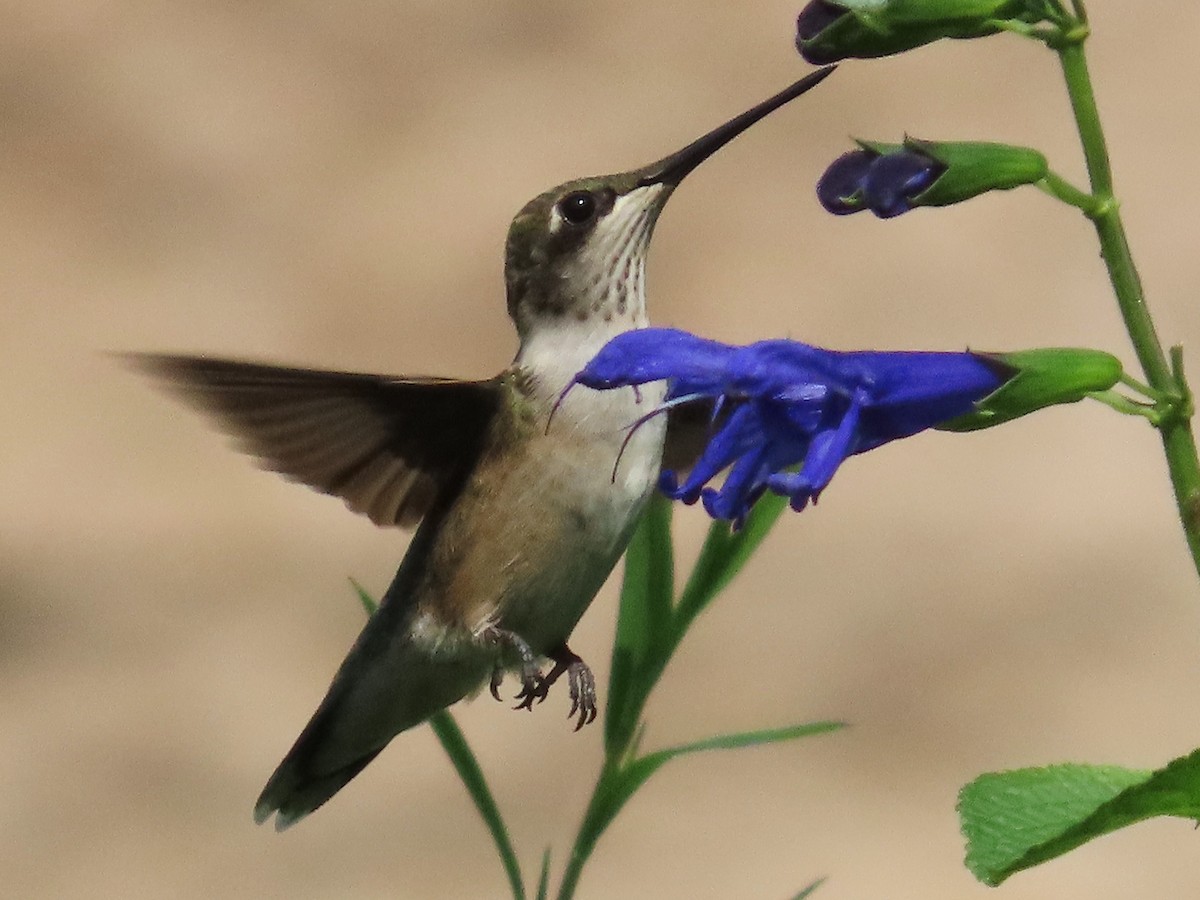 Ruby-throated Hummingbird - ML622053951
