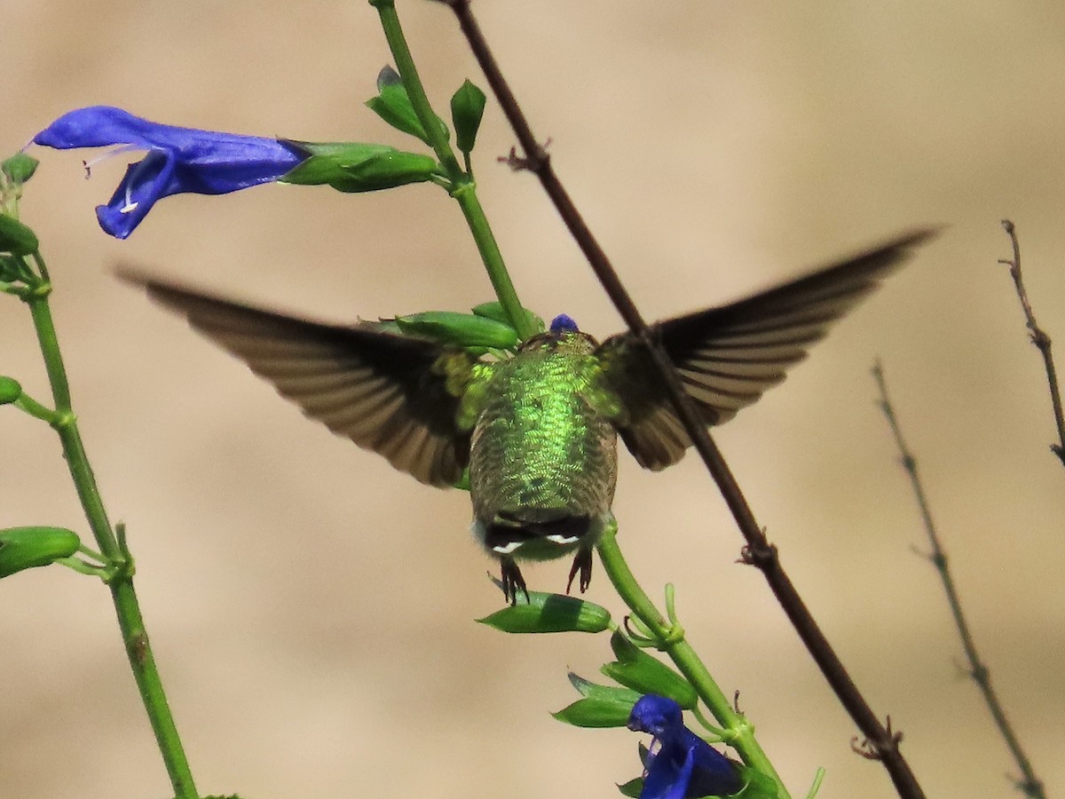 Ruby-throated Hummingbird - ML622053952