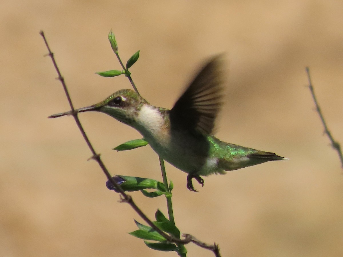 Ruby-throated Hummingbird - ML622053953