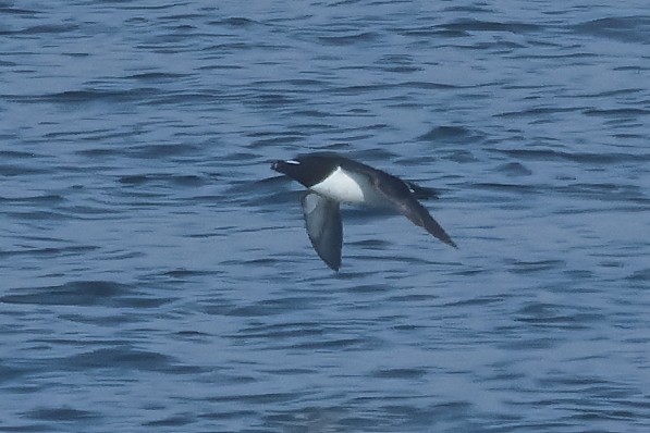 Razorbill - ML622053957