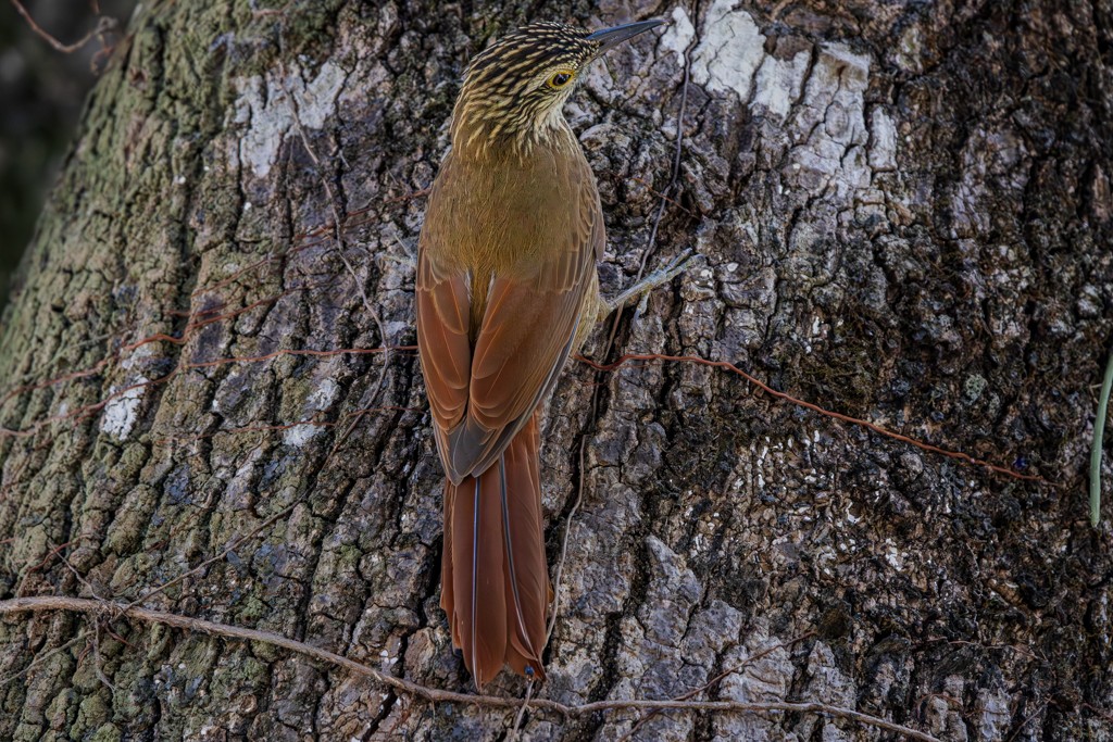 Planalto Woodcreeper - ML622053958