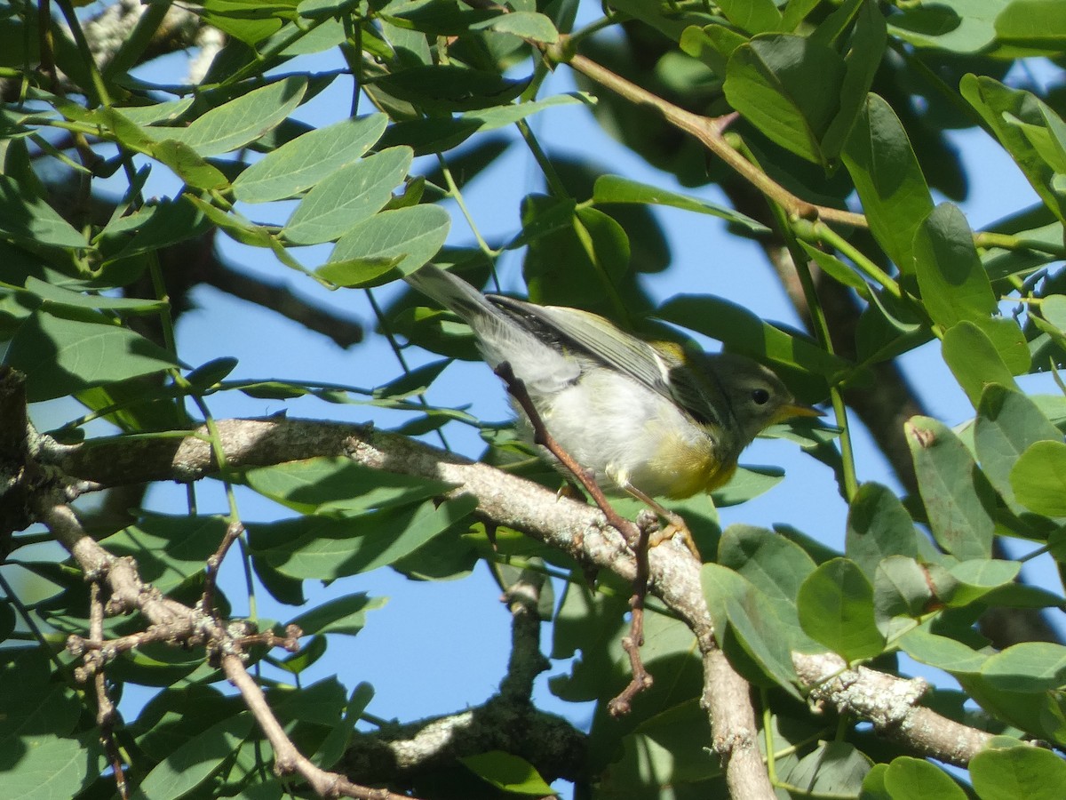 Northern Parula - ML622053959