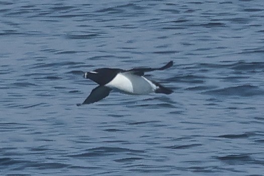 Razorbill - ML622053960