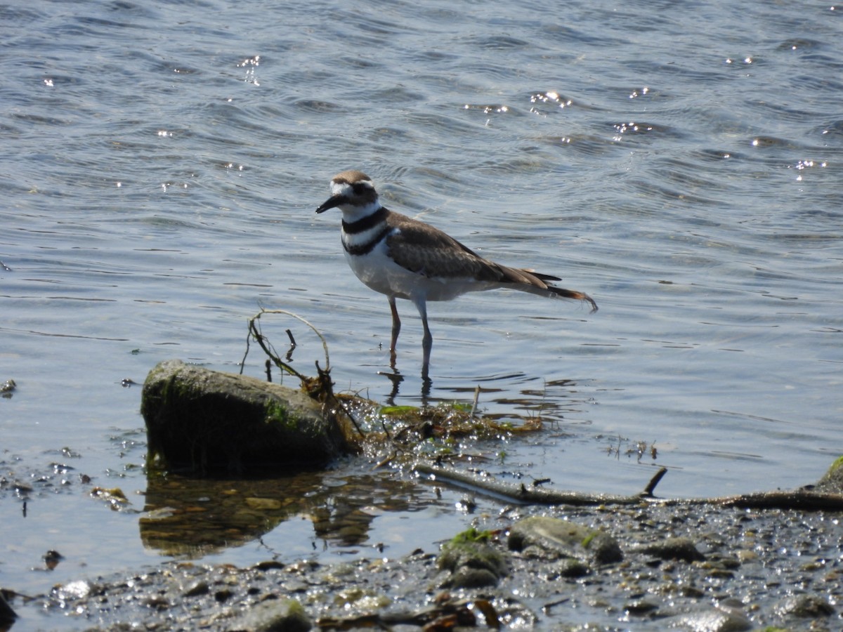 Killdeer - ML622053961