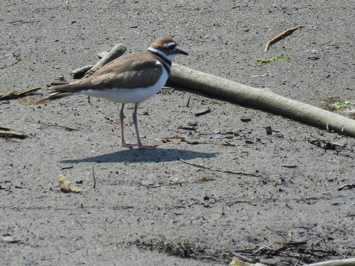 Killdeer - ML622053962