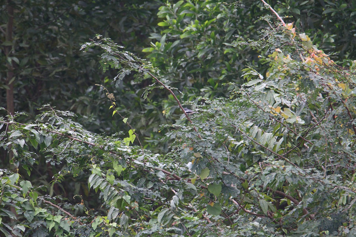 Oriental Magpie-Robin - Trong Tai Vo