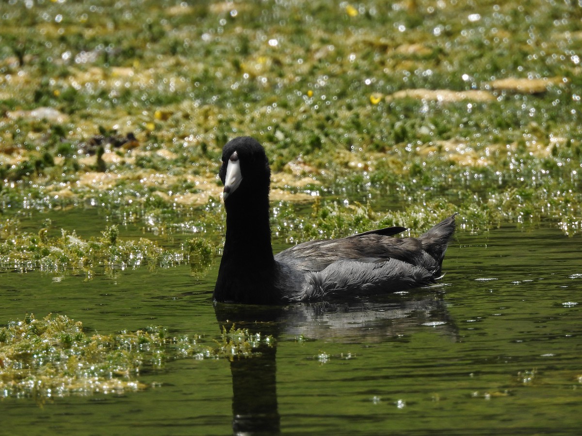 American Coot - ML622053964