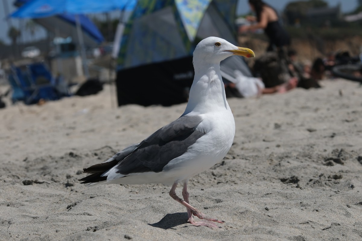 Western Gull - ML622053965