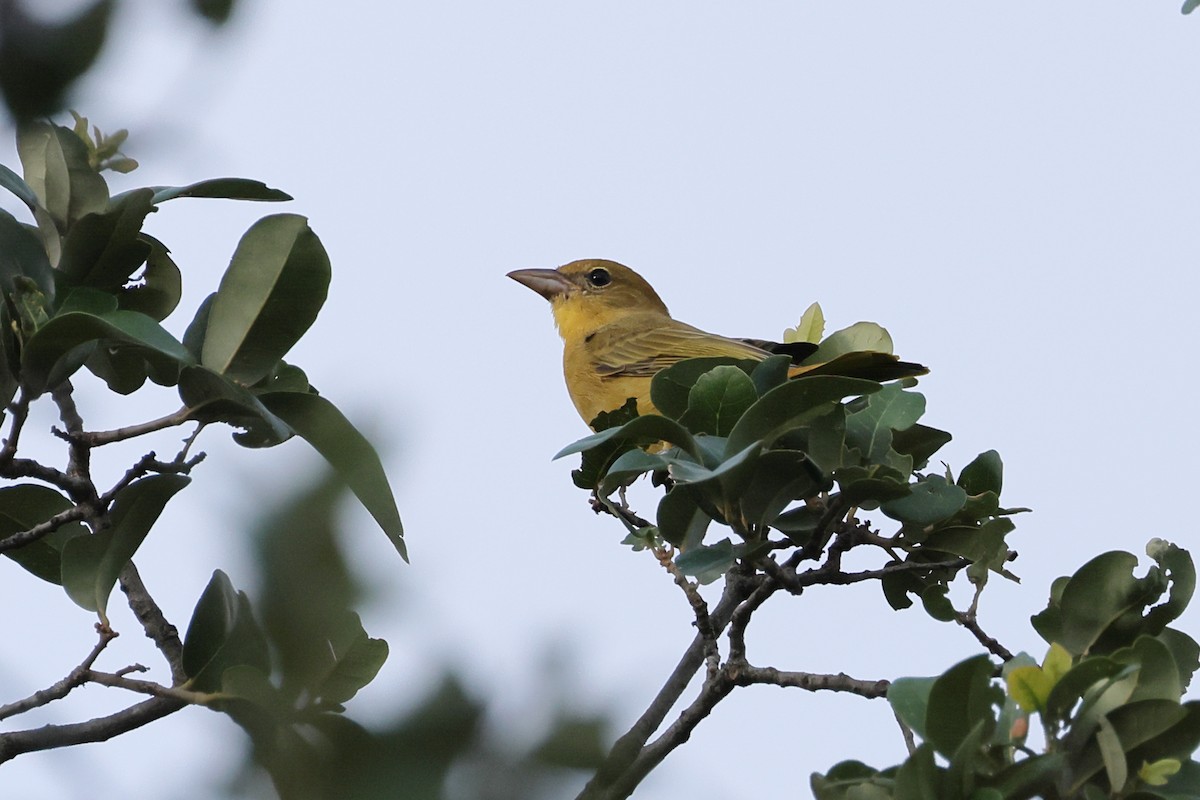 Summer Tanager - ML622053966