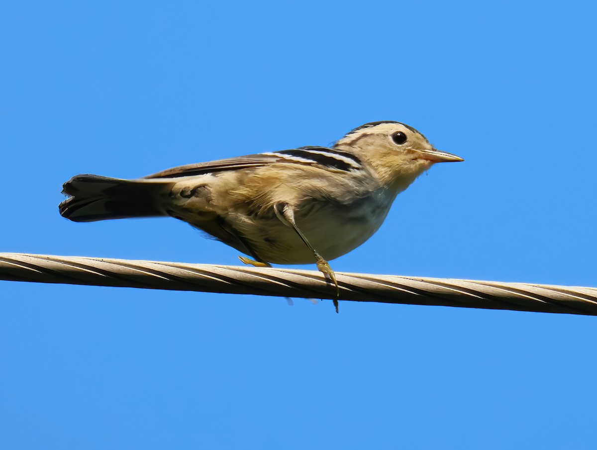 Black-and-white Warbler - ML622053967