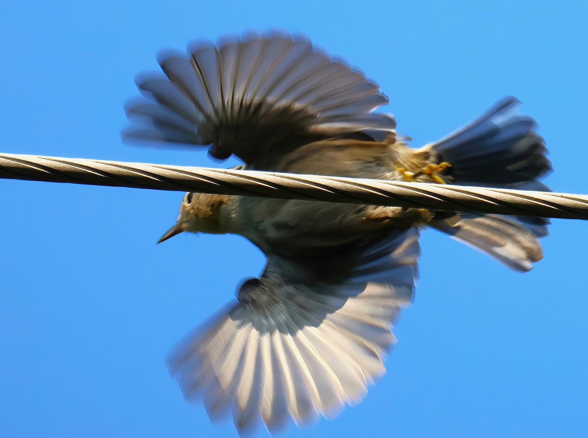 Black-and-white Warbler - ML622053969