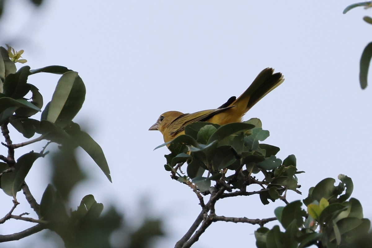 Summer Tanager - Fernanda Araujo