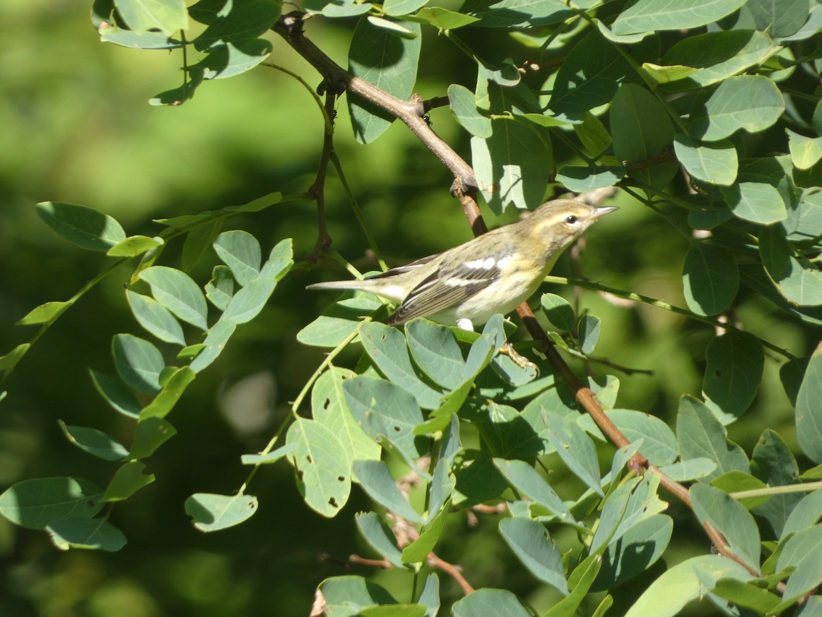 Blackburnian Warbler - ML622053971