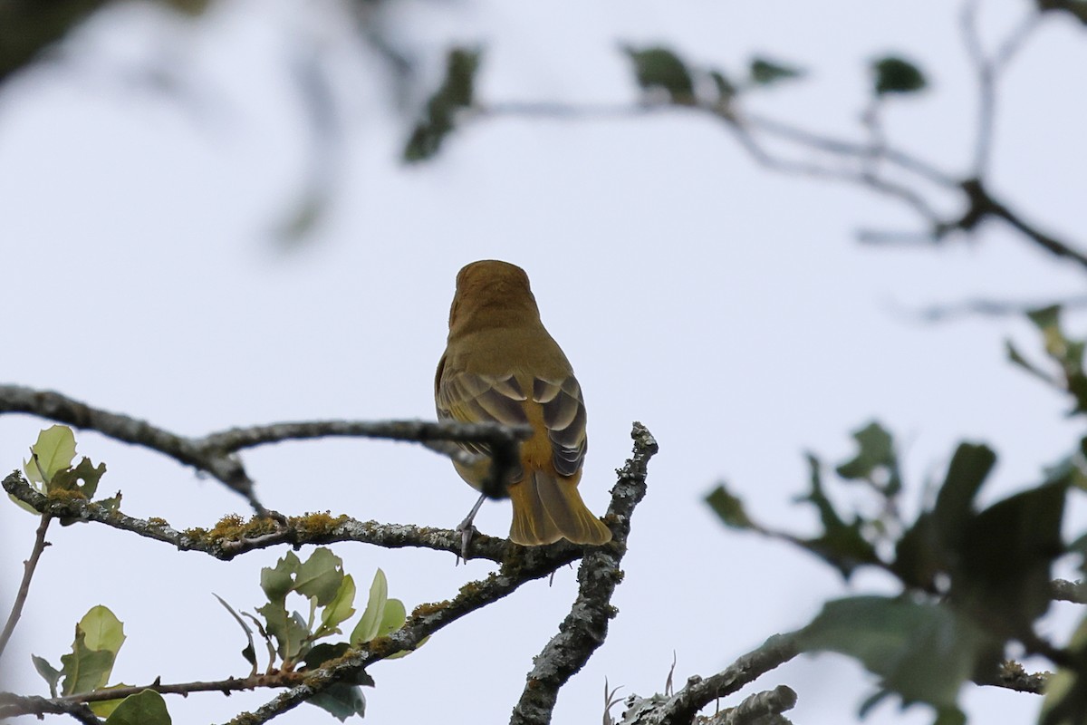 Summer Tanager - ML622053972