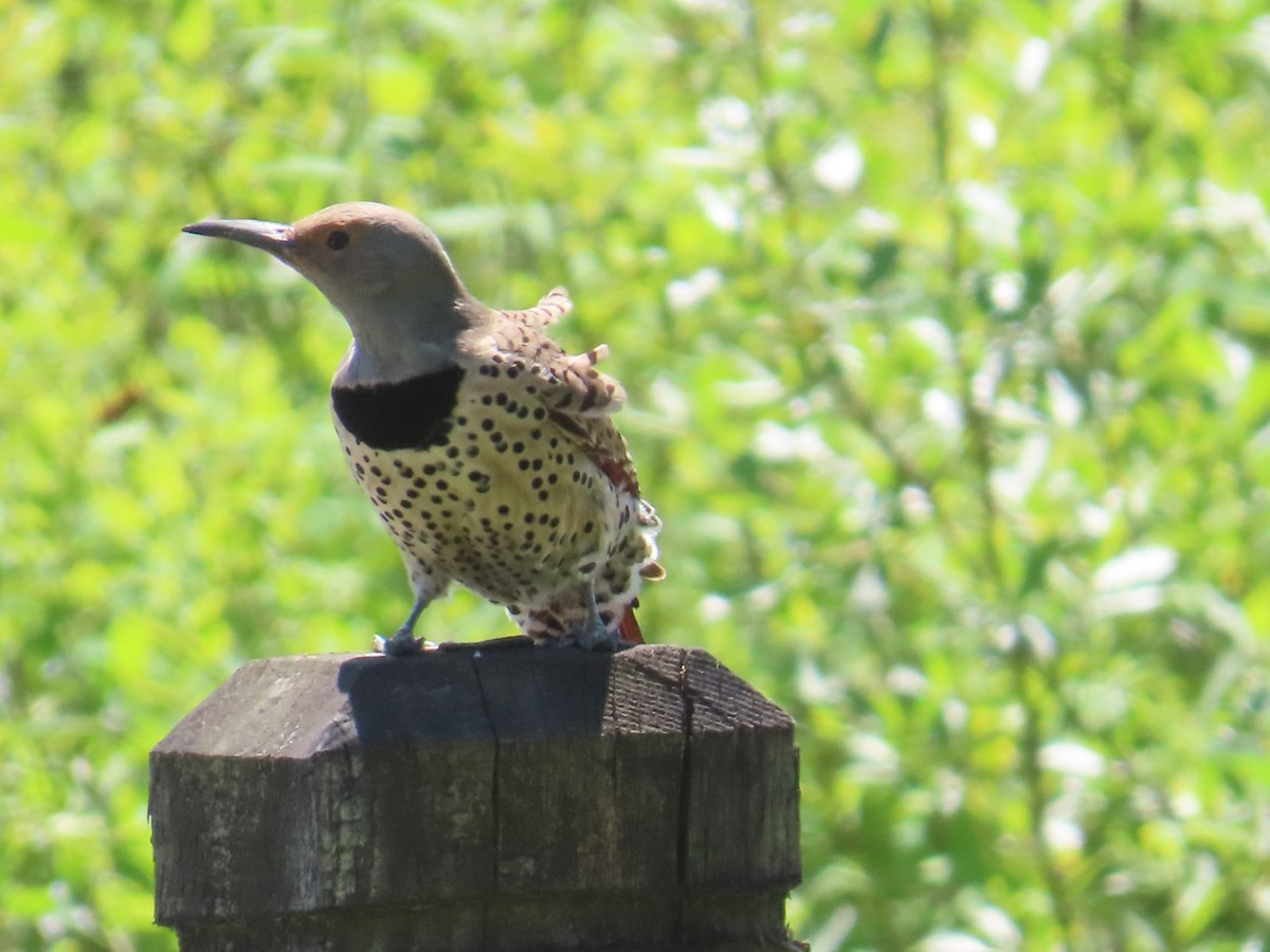 Northern Flicker - ML622053973