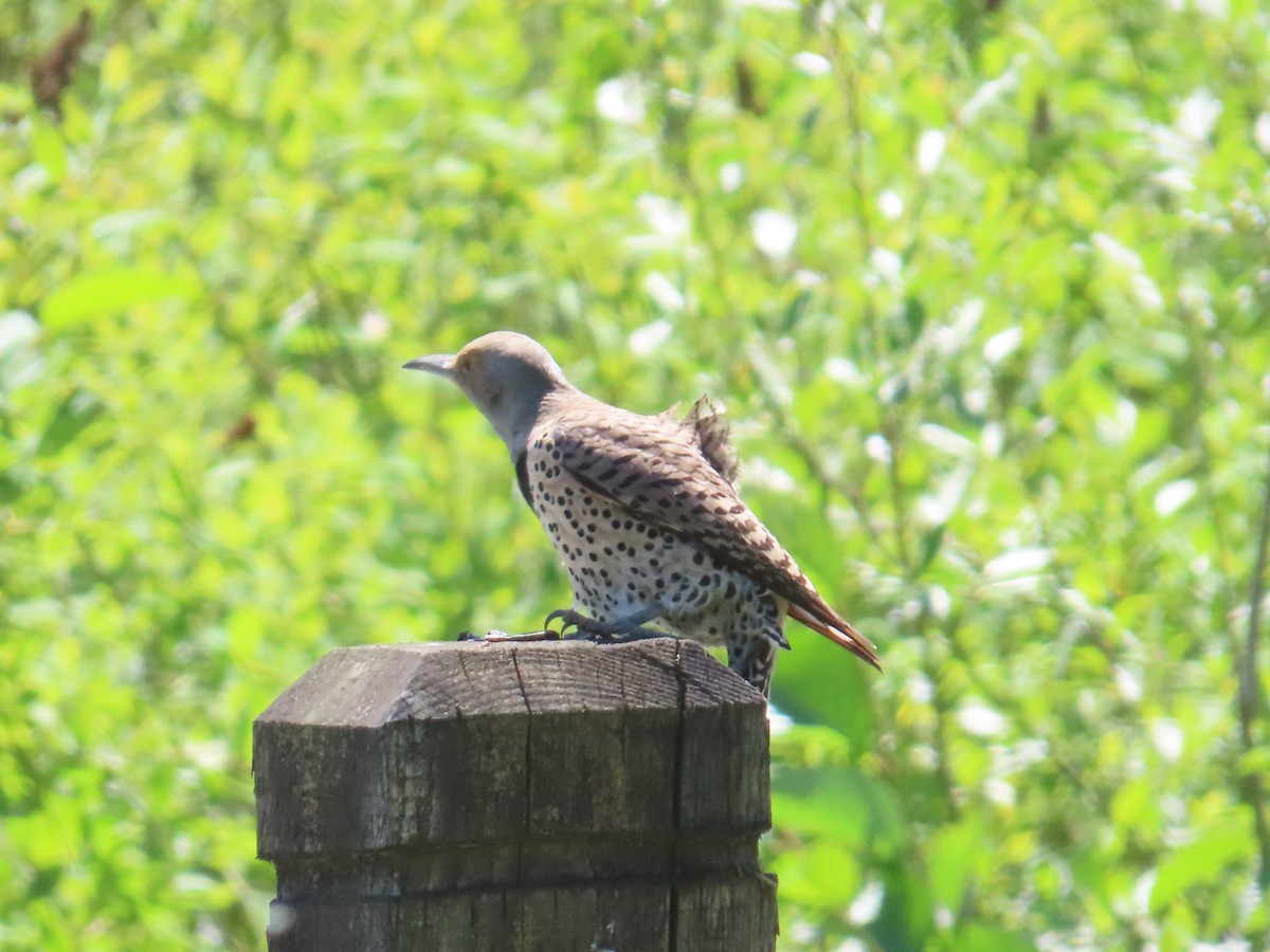 Northern Flicker - Latha Raghavendra