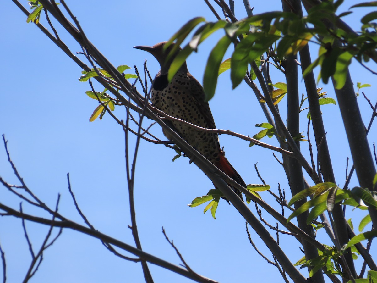 Northern Flicker - ML622053975