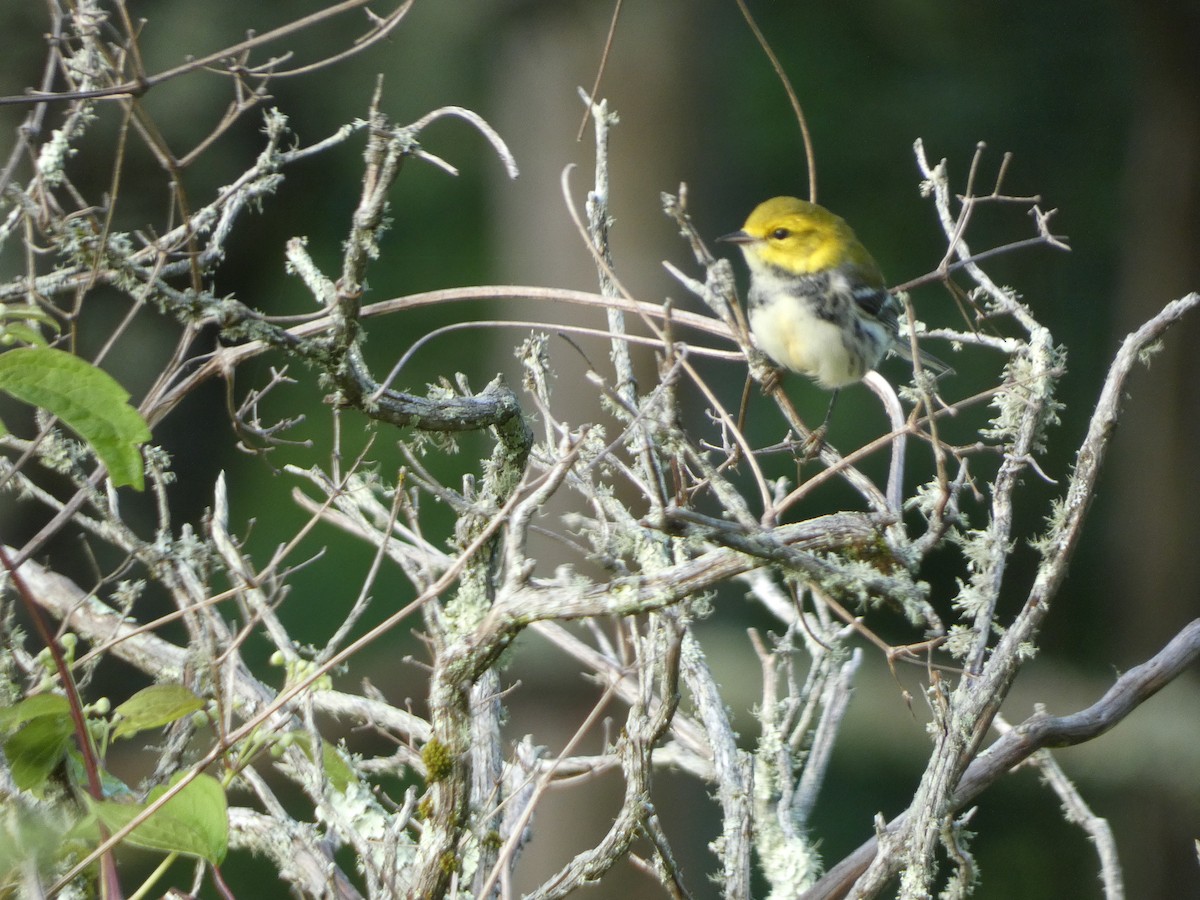 Black-throated Green Warbler - ML622053978