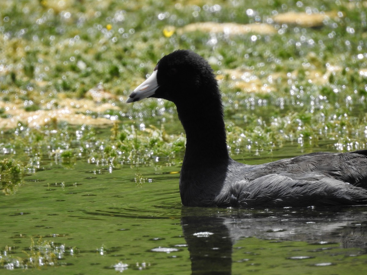 American Coot - ML622053979