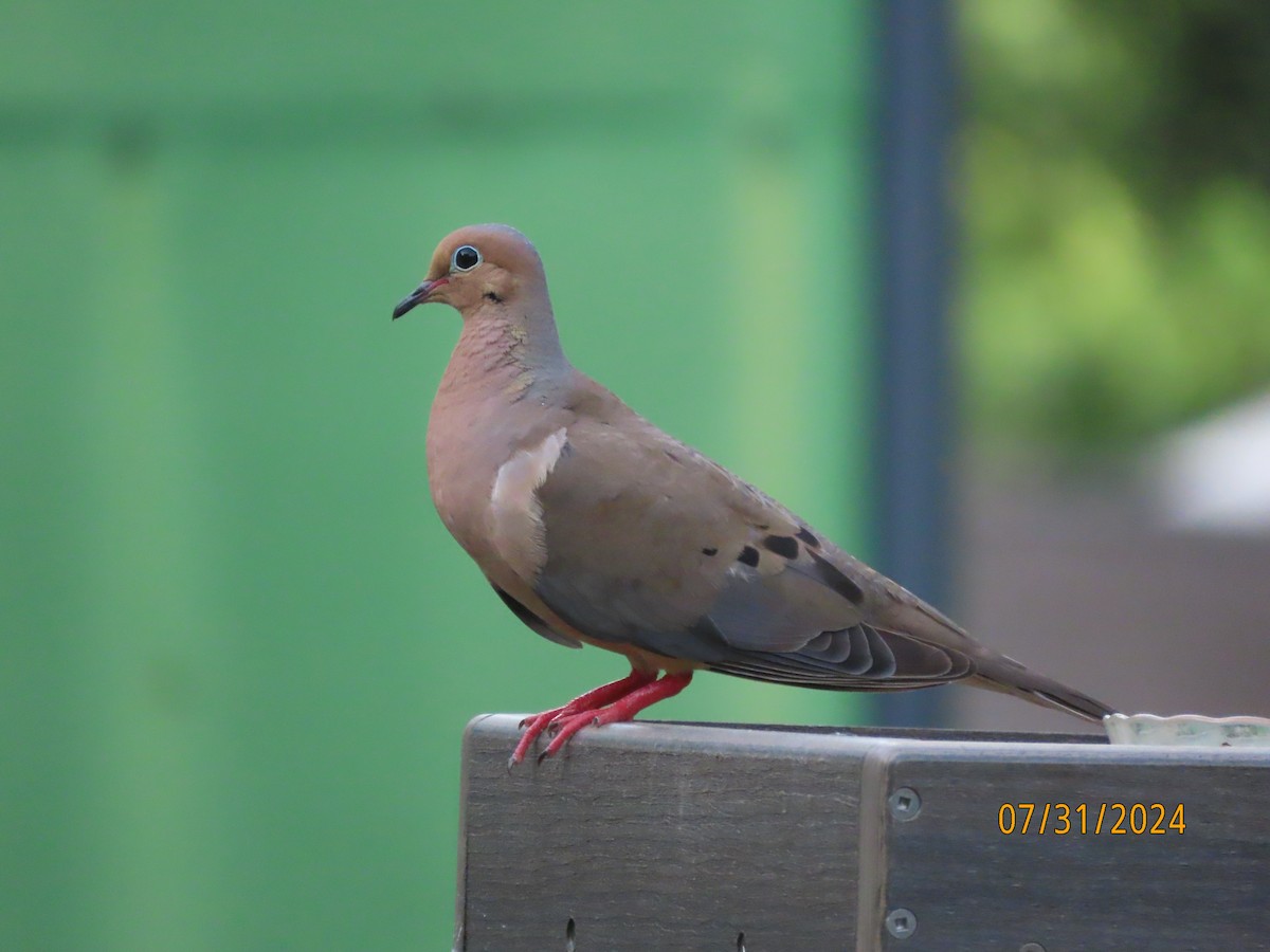 Mourning Dove - Susan Leake