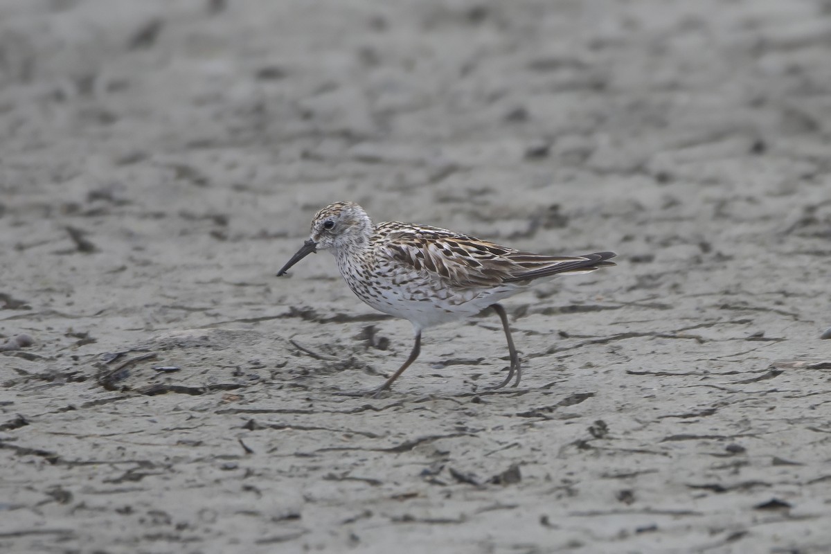 White-rumped Sandpiper - ML622054001