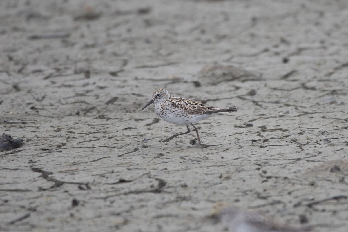 White-rumped Sandpiper - ML622054002