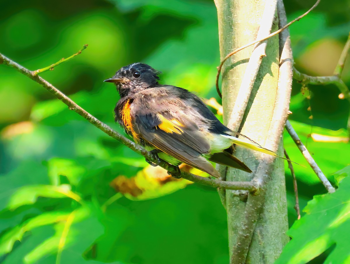 American Redstart - ML622054003