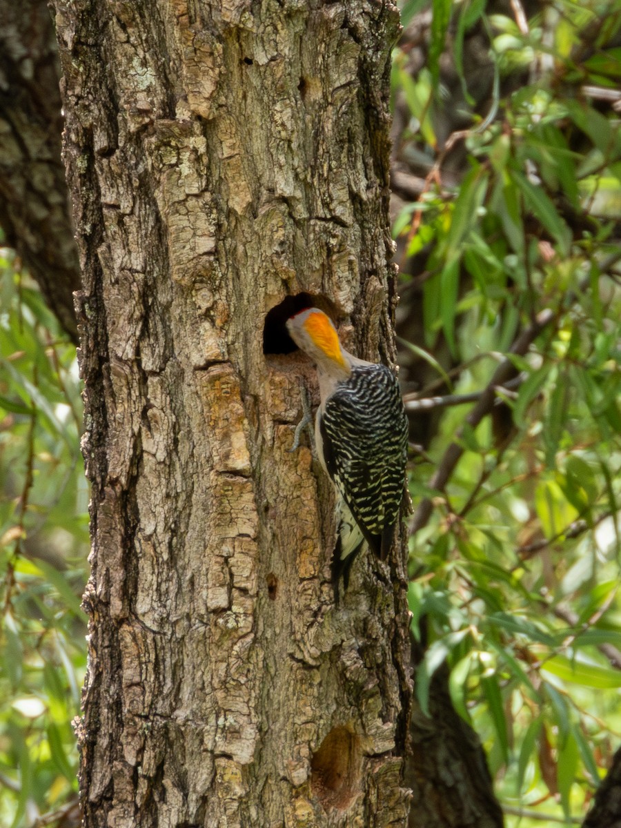 Golden-fronted Woodpecker (Northern) - ML622054012