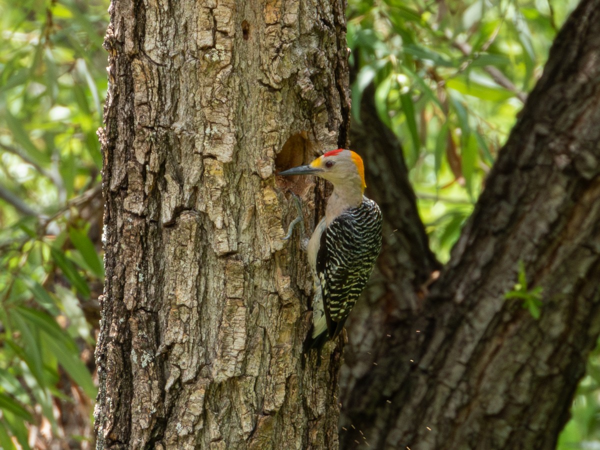 datel zlatočelý (ssp. aurifrons) - ML622054020