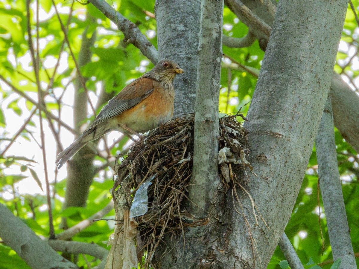 Rufous-backed Robin (Rufous-backed) - ML622054053