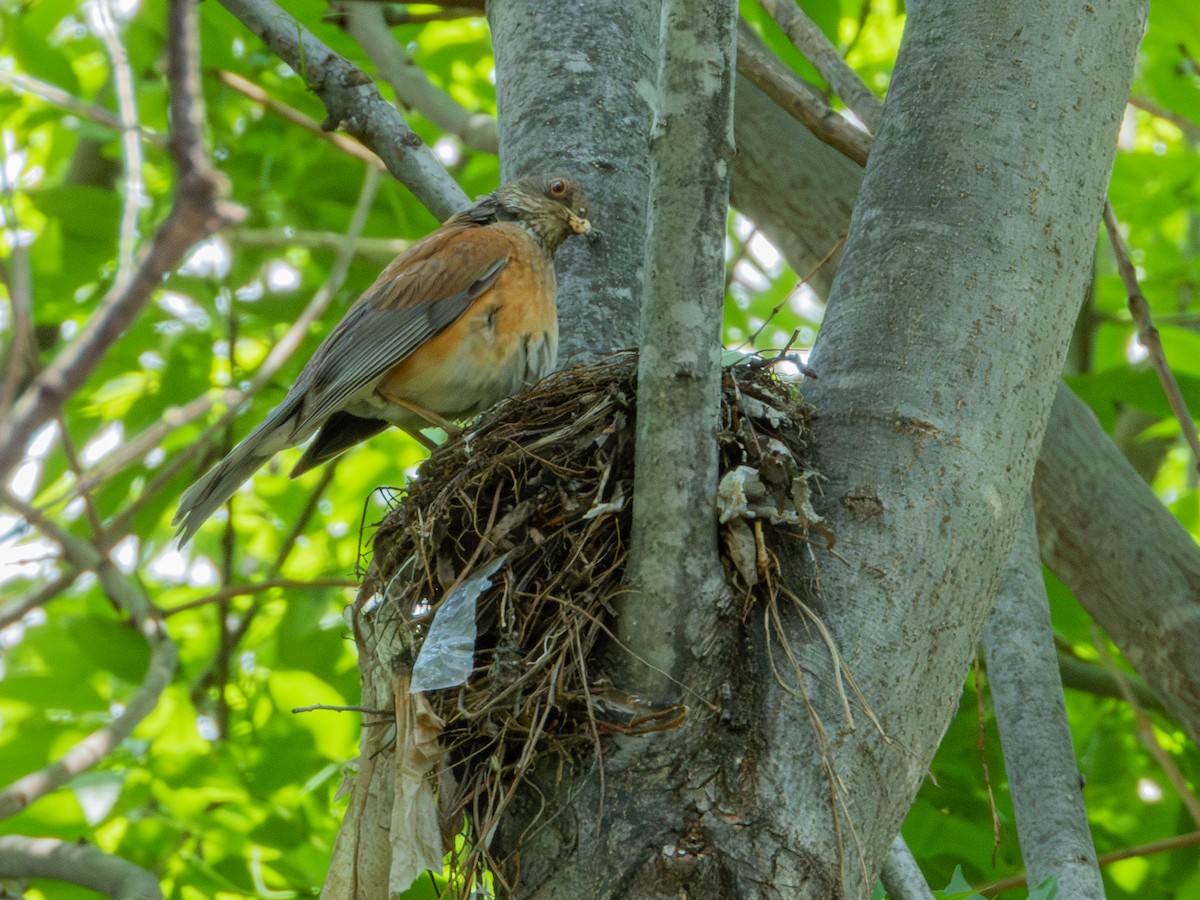 Rufous-backed Robin (Rufous-backed) - ML622054054