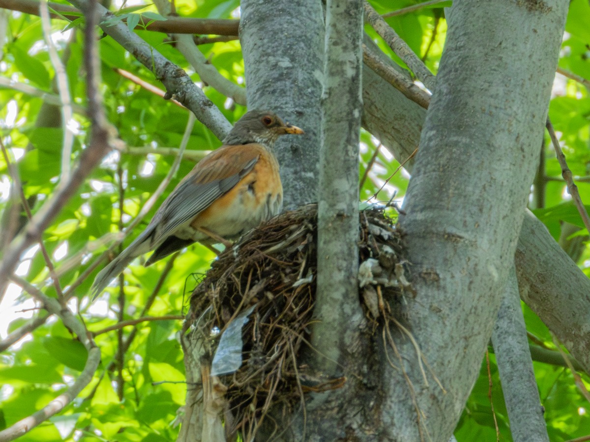 Дрізд мексиканський (підвид rufopalliatus) - ML622054055