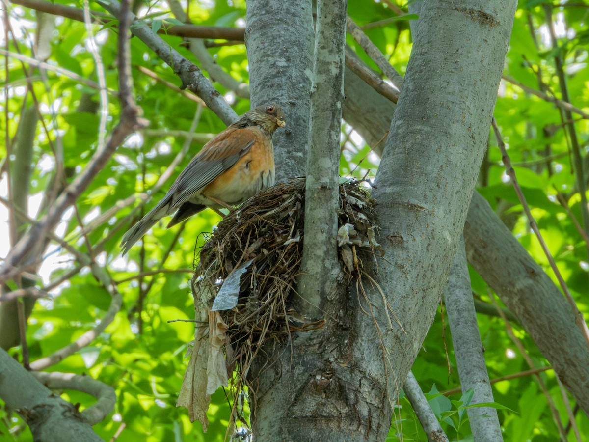 Rufous-backed Robin (Rufous-backed) - ML622054056