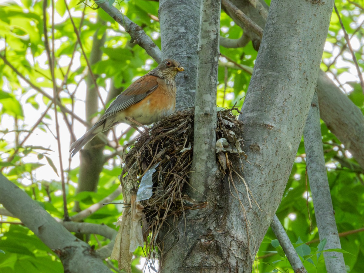 Rufous-backed Robin (Rufous-backed) - ML622054057