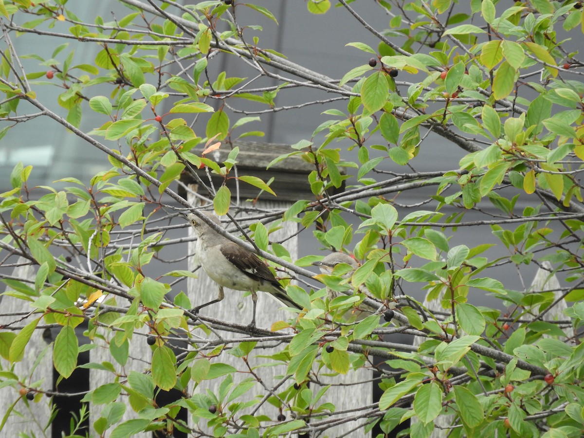 Northern Mockingbird - ML622054061