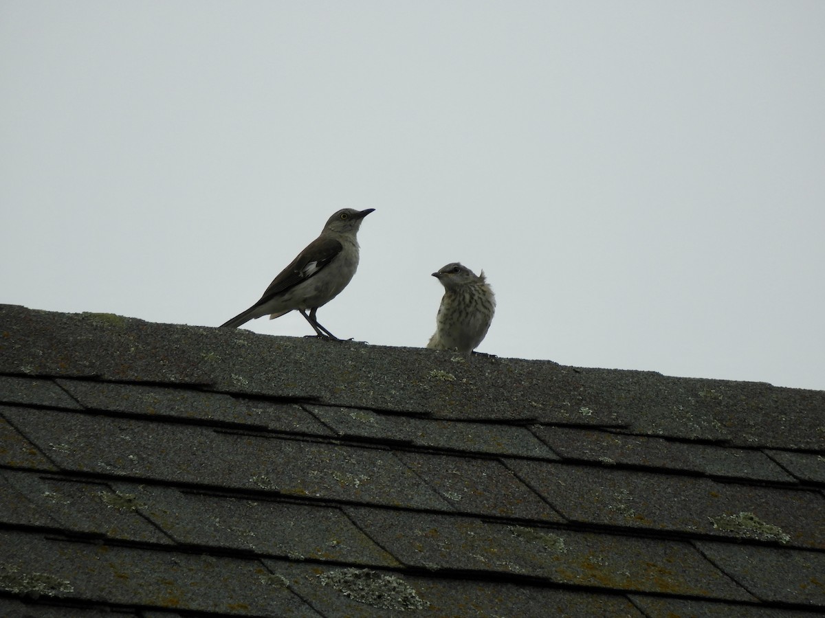 Northern Mockingbird - ML622054062