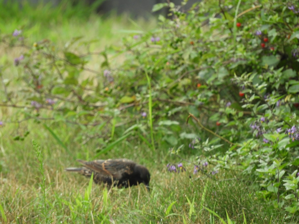 European Starling - ML622054081