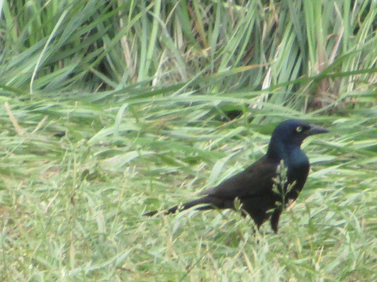 grackle sp. - ML622054085